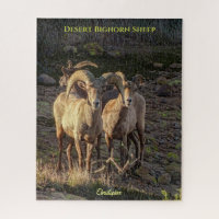 Neugierige Wüstenbighorn Sheep Ram and Ewes