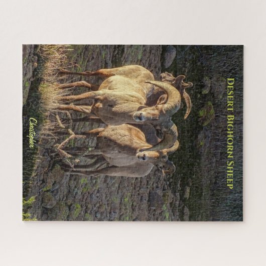 Neugierige Wüstenbighorn Sheep Ram and Ewes Puzzle (Horizontal)