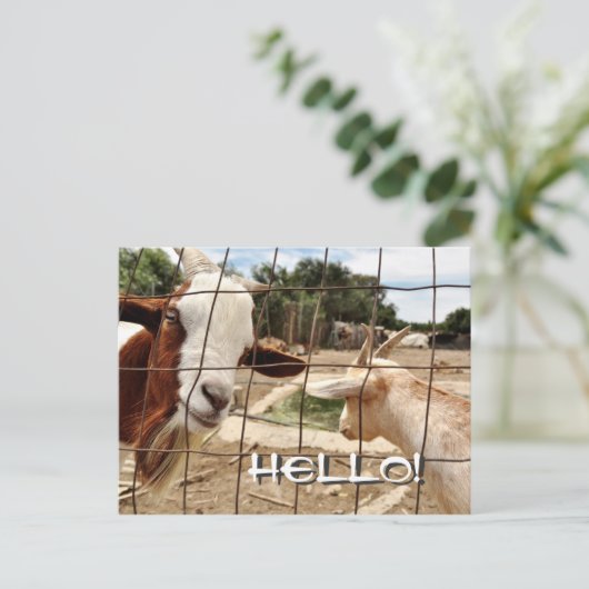 Neugierige Ziege - Postkarte (Stehend Vorderseite)