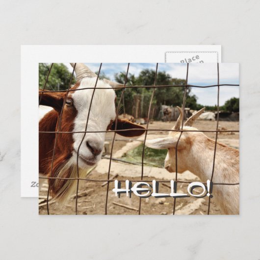 Neugierige Ziege - Postkarte (Vorne/Hinten)