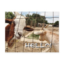 Neugierige Ziege - Postkarte