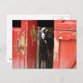 Neugierige Ziege Postkarte (Vorne/Hinten)
