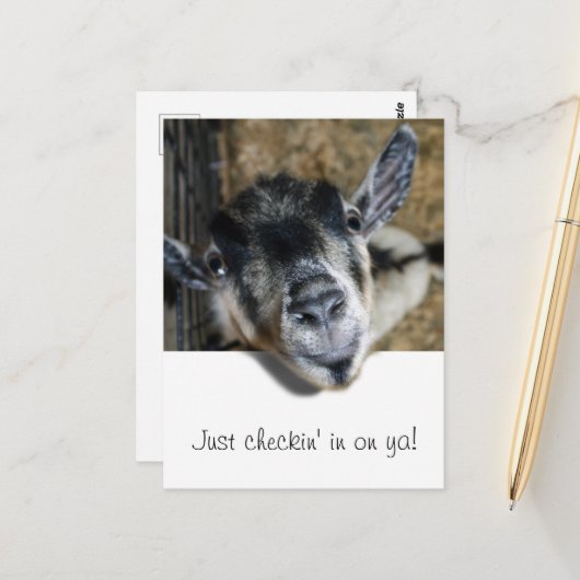 Neugierige Ziege schaut heraus Postkarte (Vorderseite/Rückseite Beispiel)