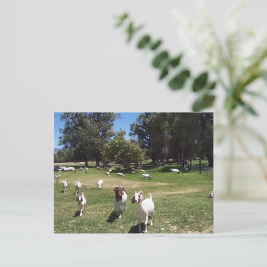 Neugierige Ziegen Postkarte (Stehend Vorderseite)