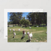 Neugierige Ziegen Postkarte (Vorne/Hinten)