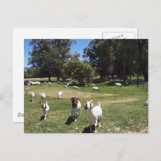 Neugierige Ziegen Postkarte (Vorne/Hinten)