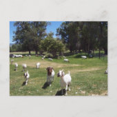 Neugierige Ziegen Postkarte (Vorderseite)