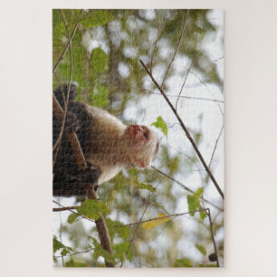 Neugieriger Affe, Costa Rica Capuchin Puzzle