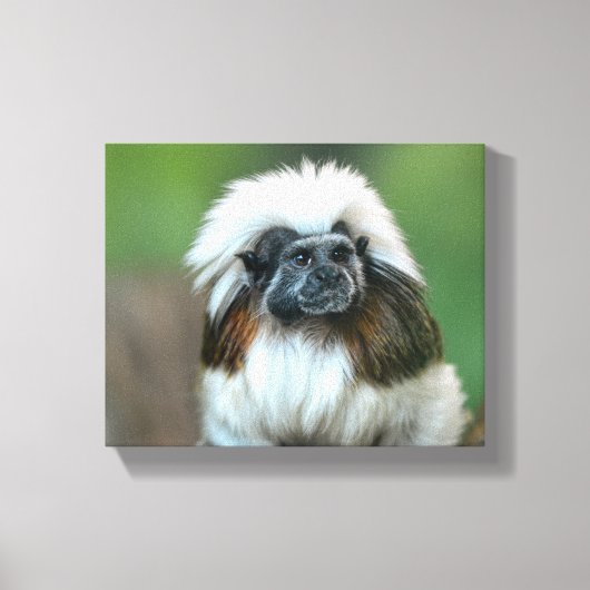 Neugieriger Affe Leinwanddruck (Vorderseite)