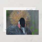Neugieriger afrikanischer Kronenkranich Postkarte (Vorne/Hinten)