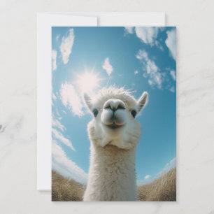 Neugieriger Alpaca unter der Sonne Einladung