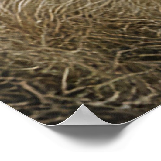 Neugieriger Alpaca unter der Sonne Poster (Ecke)