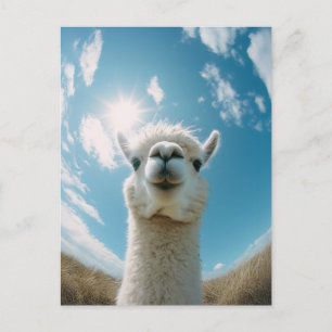 Neugieriger Alpaca unter der Sonne Postkarte