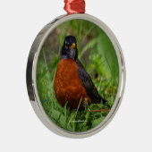Neugieriger amerikanischer Robin im Gras Silbernes Ornament (Rechts)