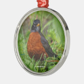 Neugieriger amerikanischer Robin im Gras Silbernes Ornament (Links)