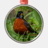Neugieriger amerikanischer Robin im Gras Silbernes Ornament (Vorne)