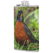 Neugieriger amerikanischer Robin Songbird im Gras Flachmann (Links)