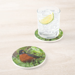 Neugieriger amerikanischer Robin Songbird im Gras Getränkeuntersetzer