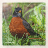 Neugieriger amerikanischer Robin Songbird im Gras Glasuntersetzer (Vorderseite)
