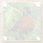 Neugieriger amerikanischer Robin Songbird im Gras Glasuntersetzer (Rückseite)