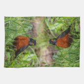 Neugieriger amerikanischer Robin Songbird im Gras Handtuch (Horizontal)