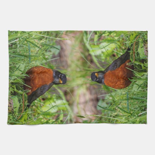 Neugieriger amerikanischer Robin Songbird im Gras Handtuch (Horizontal)