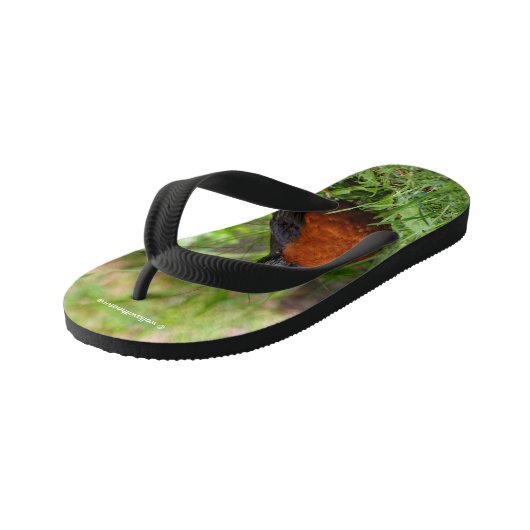 Neugieriger amerikanischer Robin Songbird im Gras Kinderbadesandalen (Schrägansicht)