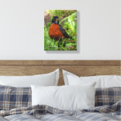 Neugieriger amerikanischer Robin Songbird im Gras Leinwanddruck (Insitu (Schlafzimmer))