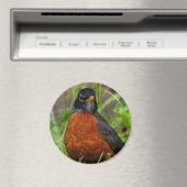 Neugieriger amerikanischer Robin Songbird im Gras Magnet (In Situ (Geschirrspüler))