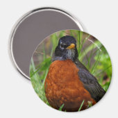 Neugieriger amerikanischer Robin Songbird im Gras Magnet (Vorderseite/Rückseite)