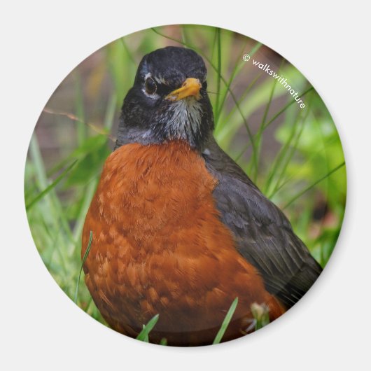 Neugieriger amerikanischer Robin Songbird im Gras Magnet (Vorne)