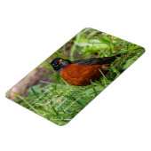 Neugieriger amerikanischer Robin Songbird im Gras Magnet (Linke Seite)