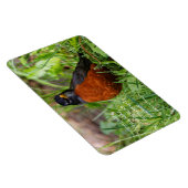 Neugieriger amerikanischer Robin Songbird im Gras Magnet (Rechte Seite)