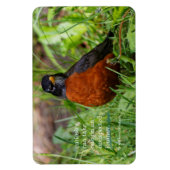 Neugieriger amerikanischer Robin Songbird im Gras Magnet (Vertikal)