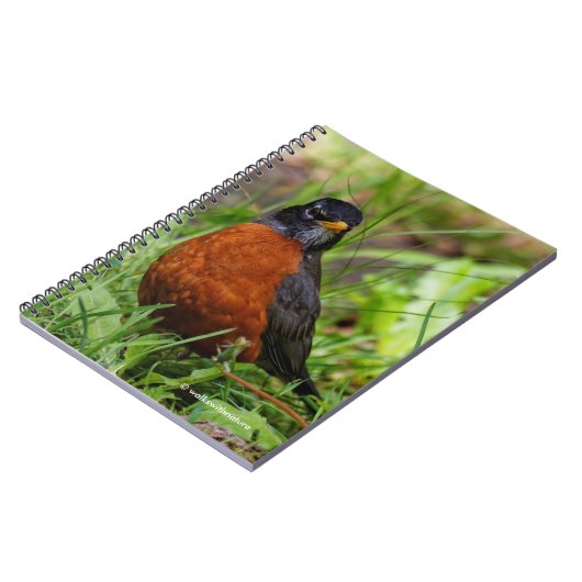 Neugieriger amerikanischer Robin Songbird im Gras Notizblock (Linke Seite)