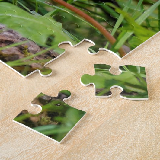 Neugieriger amerikanischer Robin Songbird im Gras Puzzle (Seite)