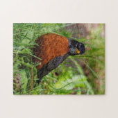 Neugieriger amerikanischer Robin Songbird im Gras Puzzle (Horizontal)