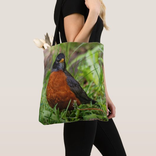 Neugieriger amerikanischer Robin Songbird im Gras Tasche (Von Nahem)