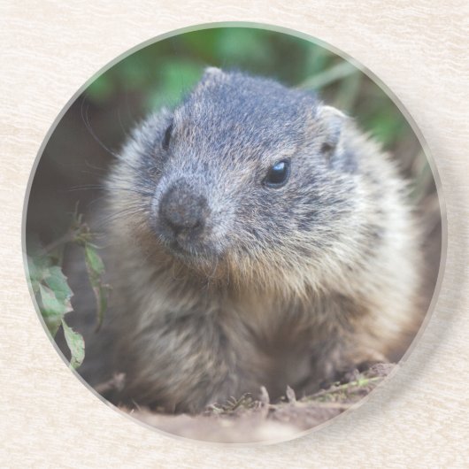 Neugieriger Baby Marmot Untersetzer (Vorne)