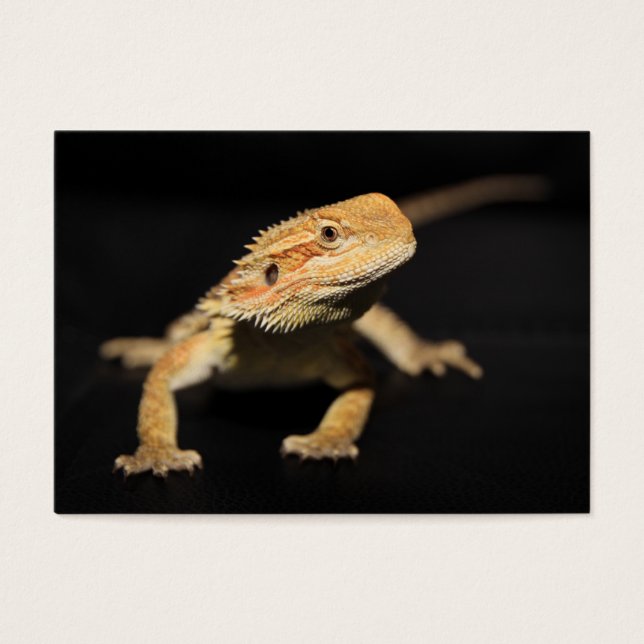Neugieriger Bartdrache (Vorderseite)