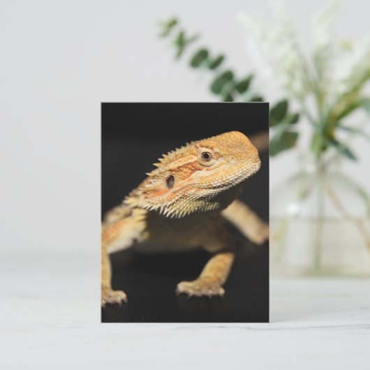 Neugieriger Bartdrache Postkarte (Stehend Vorderseite)