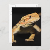 Neugieriger Bartdrache Postkarte (Vorne/Hinten)