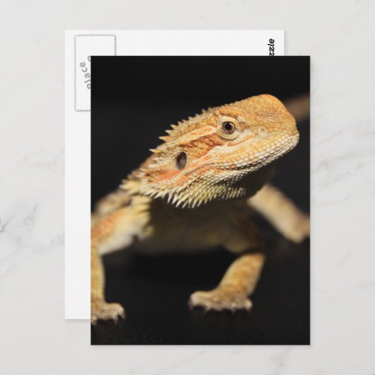 Neugieriger Bartdrache Postkarte (Vorne/Hinten)