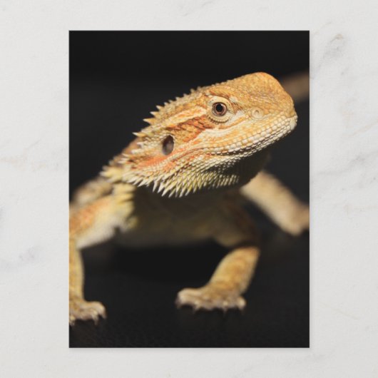 Neugieriger Bartdrache Postkarte (Vorderseite)