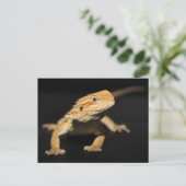 Neugieriger Bartdrache Postkarte (Stehend Vorderseite)
