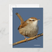 Neugieriger Bewick's Wren Songbird am Zweig Postkarte (Vorne/Hinten)
