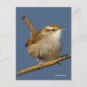 Neugieriger Bewick's Wren Songbird am Zweig Postkarte (Vorderseite)