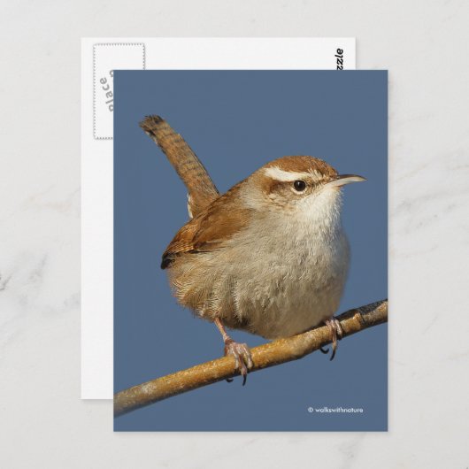 Neugieriger Bewick's Wren Songbird am Zweig Postkarte (Vorne/Hinten)