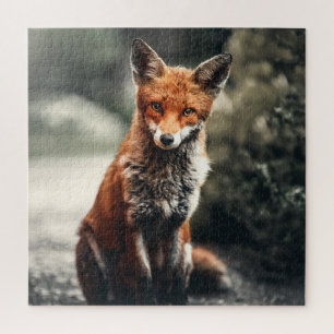 Neugieriger Big Red and White Fox in der Natur Puzzle