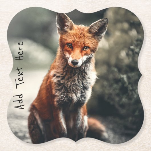 Neugieriger Big Red and White Fox in der Natur Untersetzer (Vorderseite)